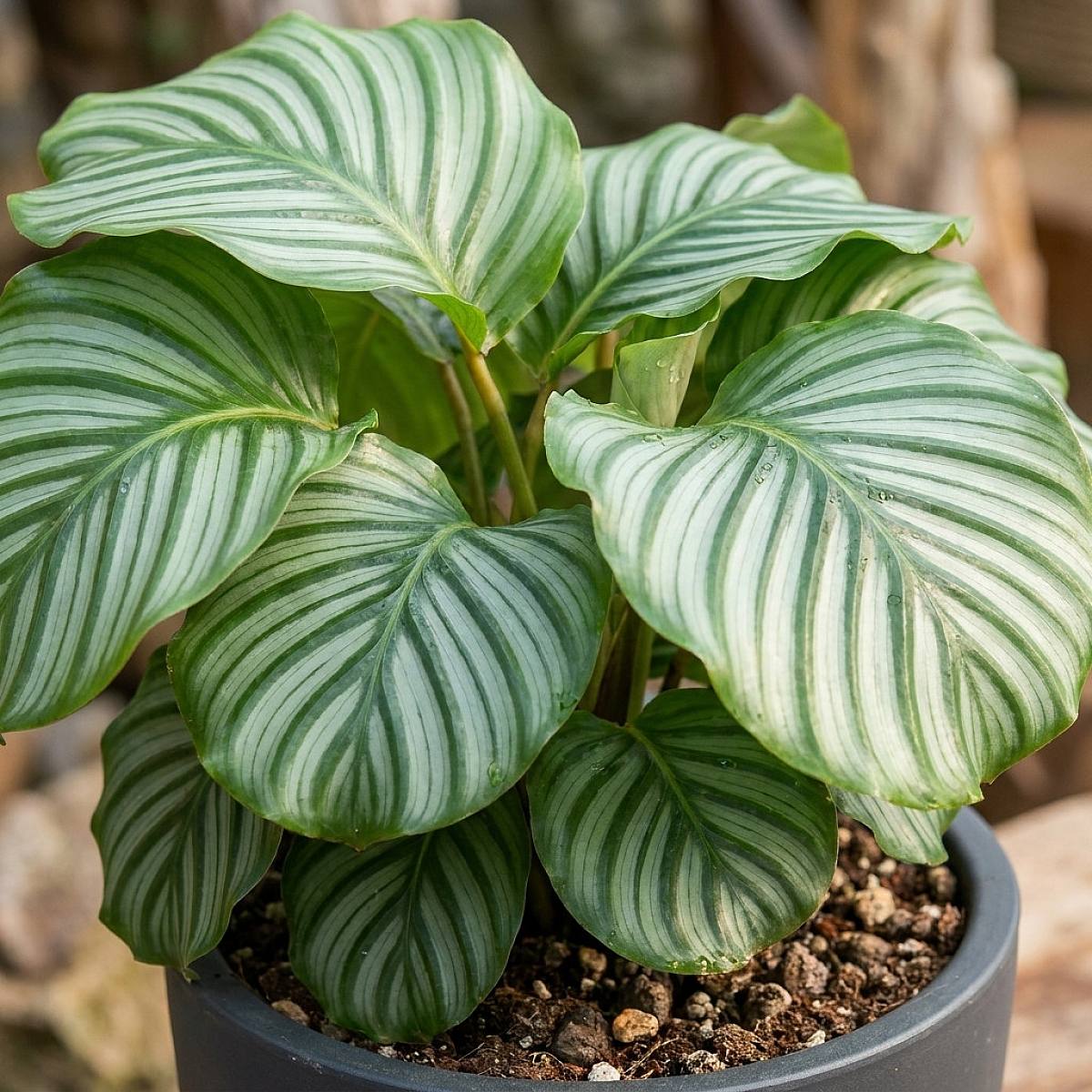 Calathea Orbifolia picture 1