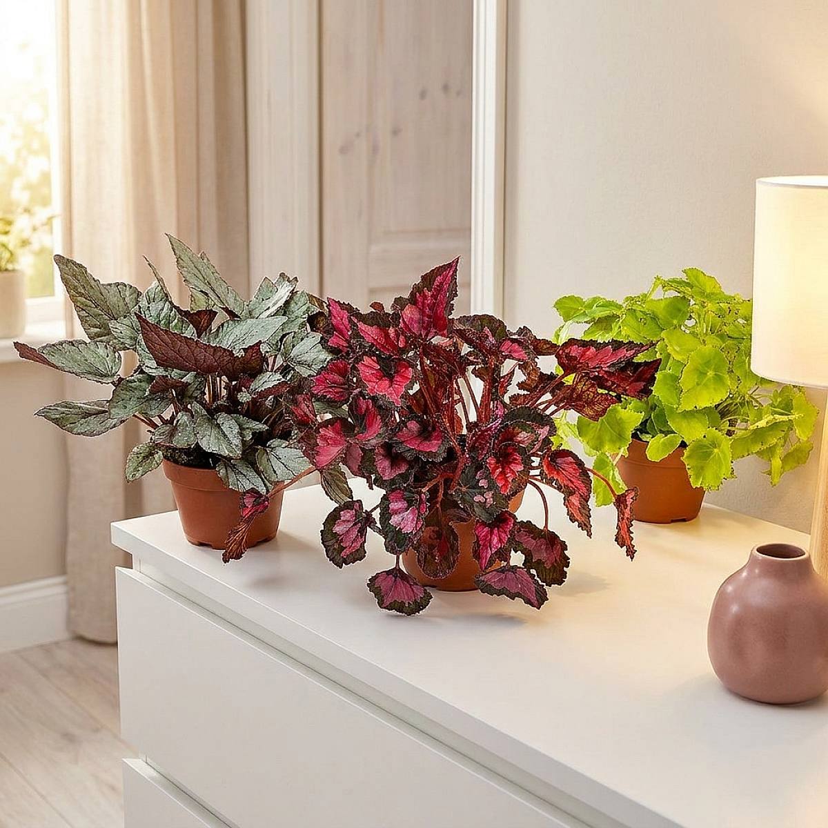 Trio de Bégonias Beleaf picture 2