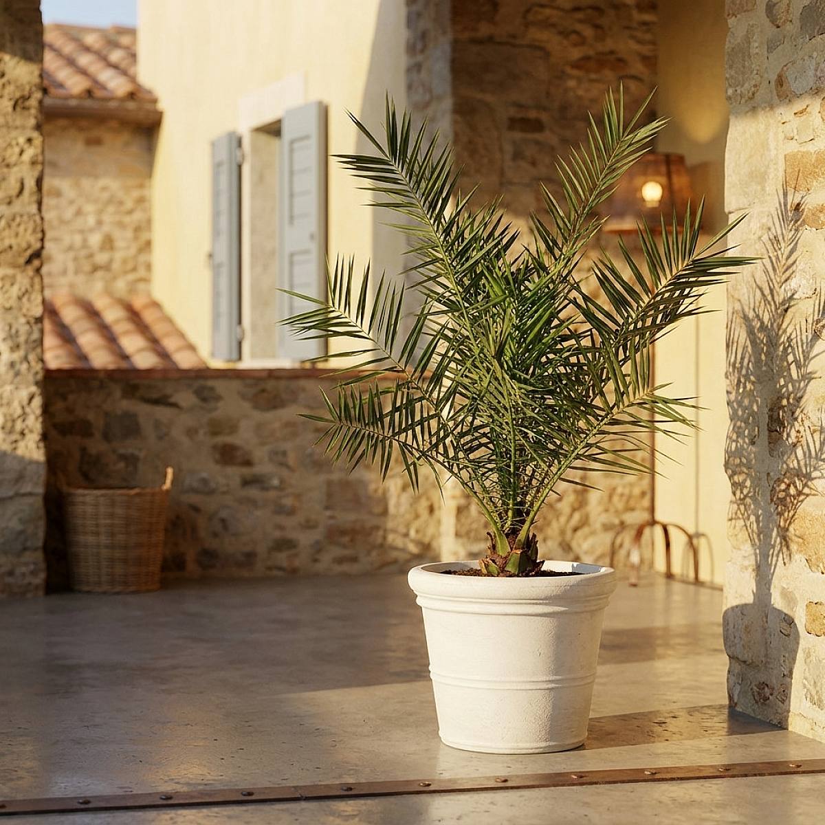 Phoenix Canariensis picture 1