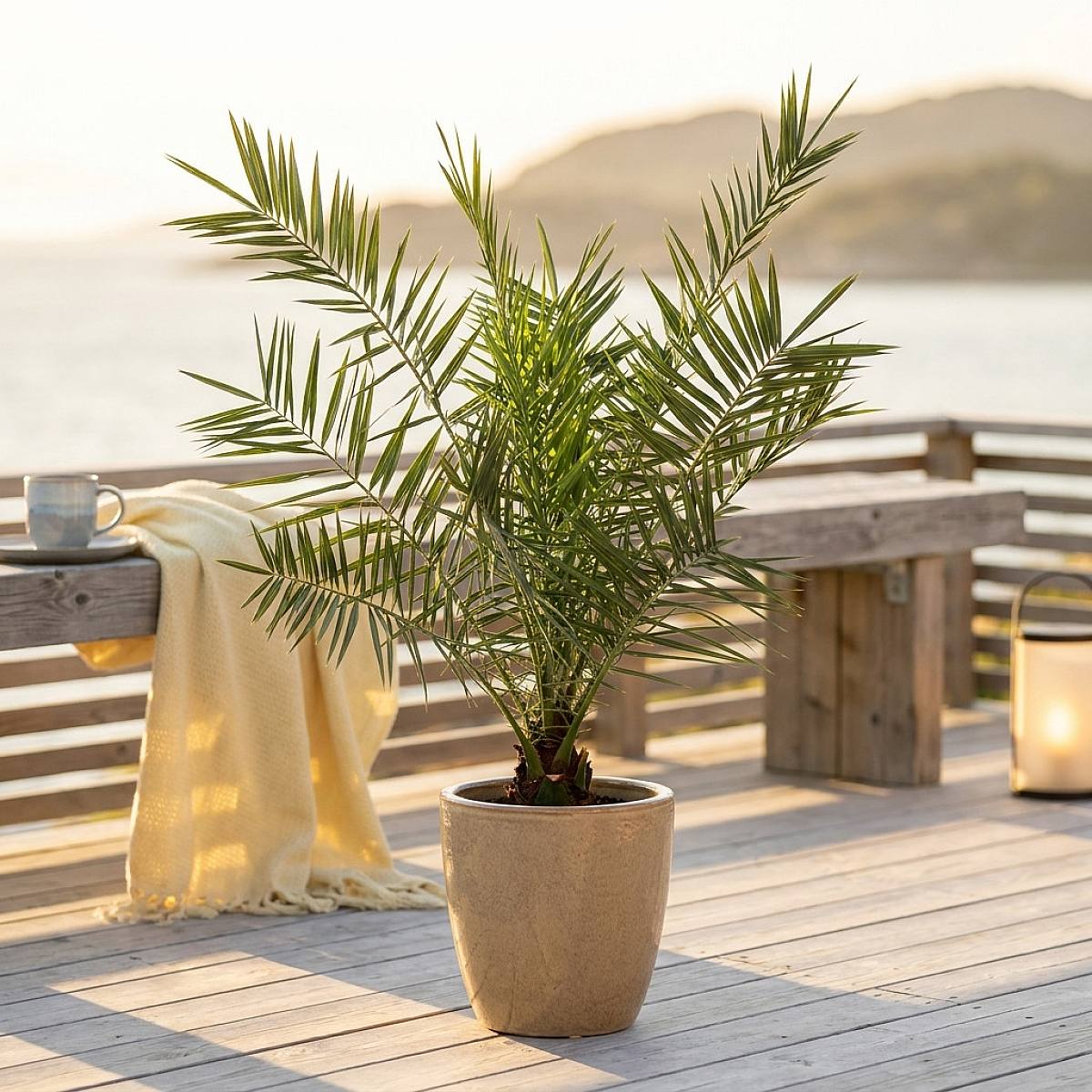 Phoenix Canariensis picture 2