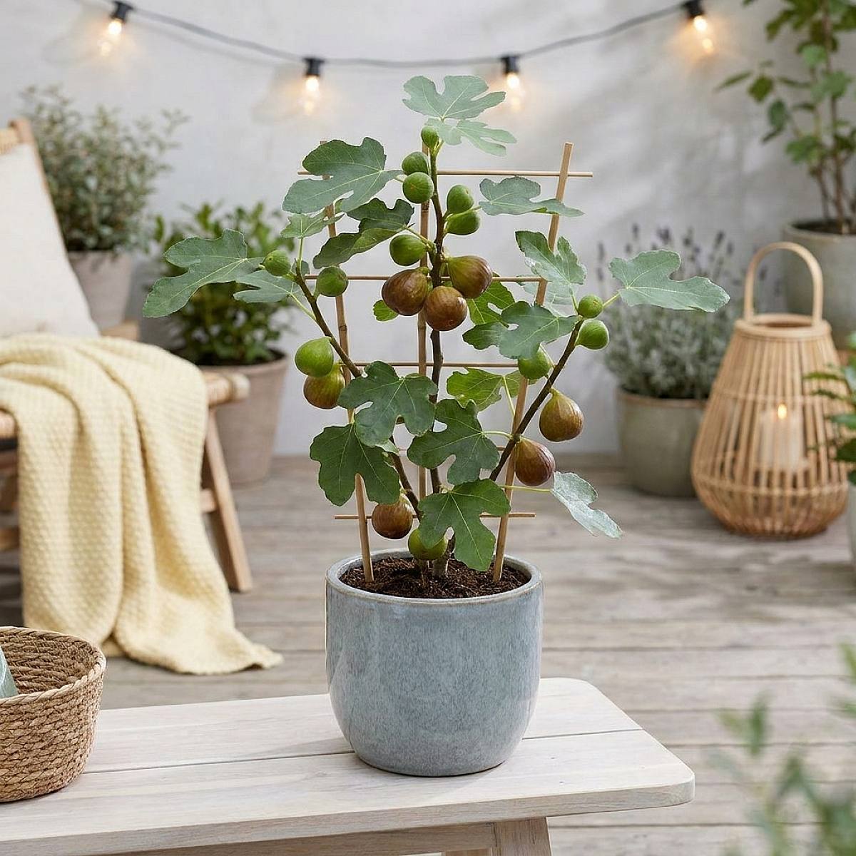 Ficus Carica Brown Turkey picture 2