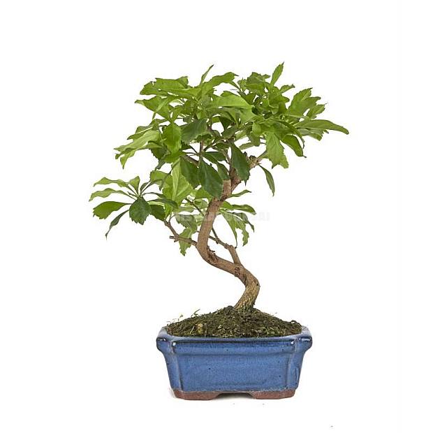 Bonsái Durantha repens 7 años
