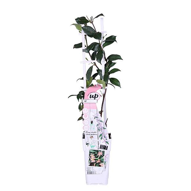 Trachelospermum Pink Shower details