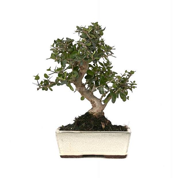 Bonsái Olea Sylvestris 9 años