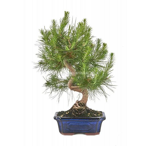 Bonsái Pinus halepensis 8 años
