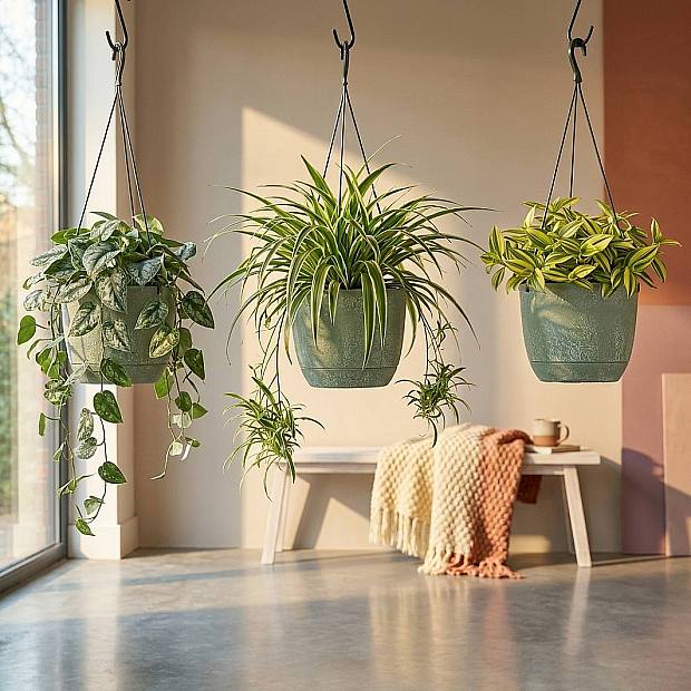 Conjunto de Plantas Pendentes