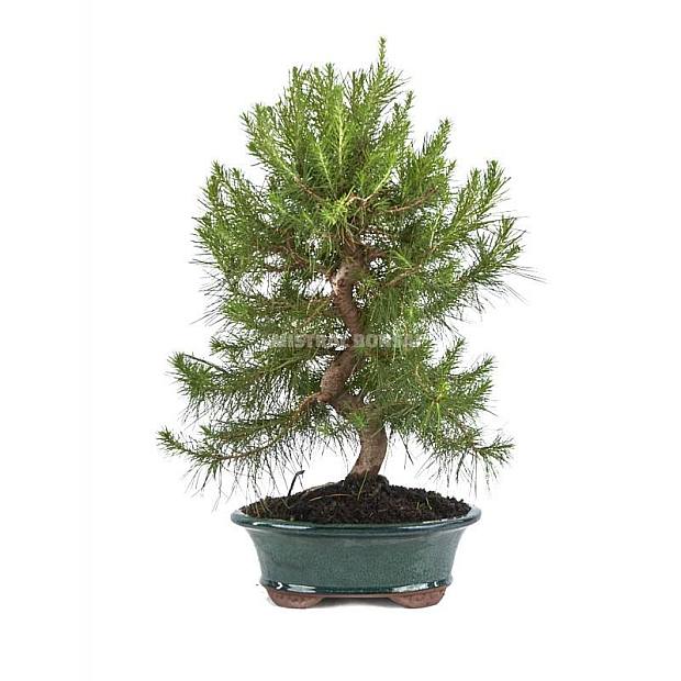 Bonsái Pinus thunbergii 14 años