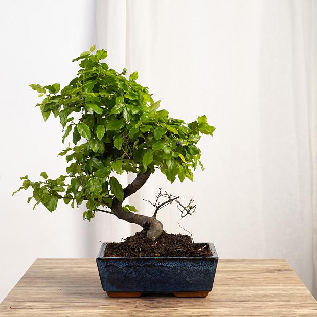 Bonsai Sageretia theezans 6 Jahre alt