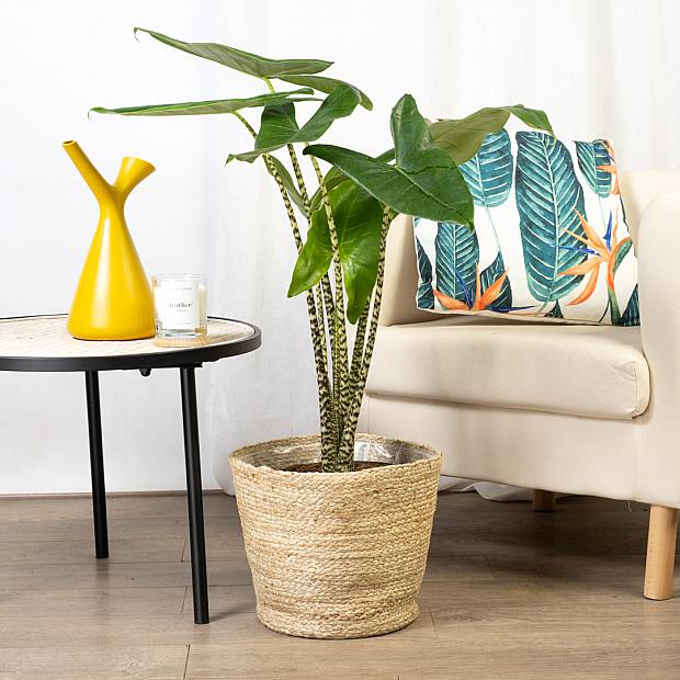 Alocasia Zebrina XL