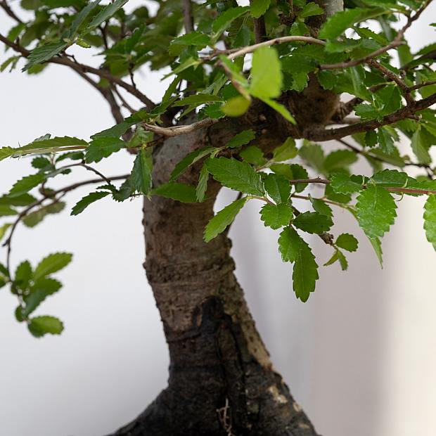 Bonsai Zelkova 5 años details