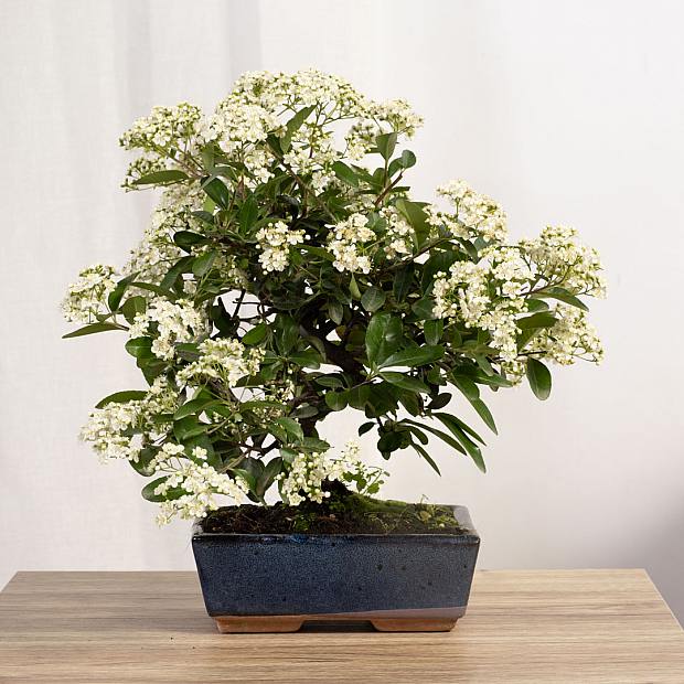 Bonsai 9 år gammal Pyracantha sp. ZP