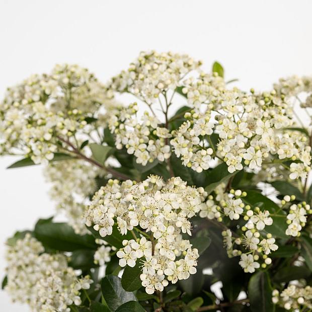 Bonsái 9 años Pyracantha sp. ZP-b2