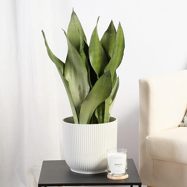 Sansevieria Moonshine