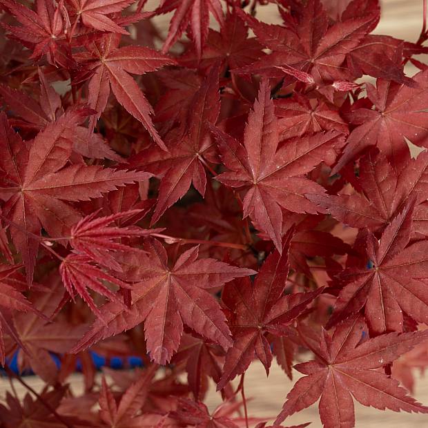 Bonsai 7 lat Acer palmatum atropurpureum