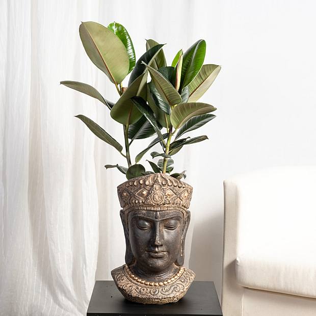 Ficus Robusta