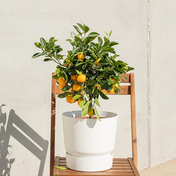 Citrus Calamondin