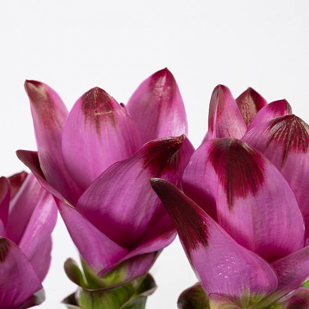 Curcuma details