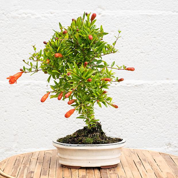 Bonsai Punica granatum