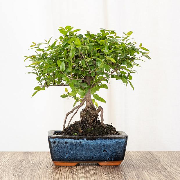 Bonsai Sageretia Theezans 5 años