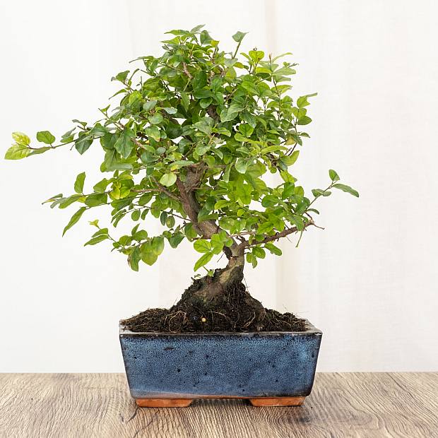 Bonsai Sageretia Theezans 6 años