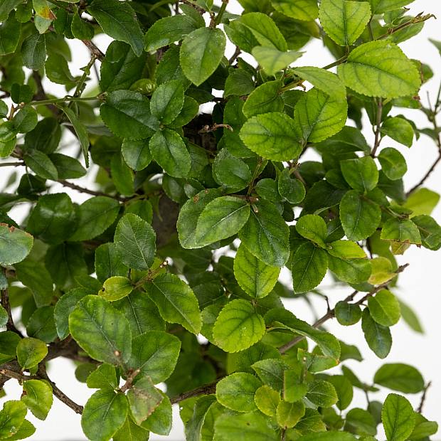 Bonsai Sageretia Theezans 6 años