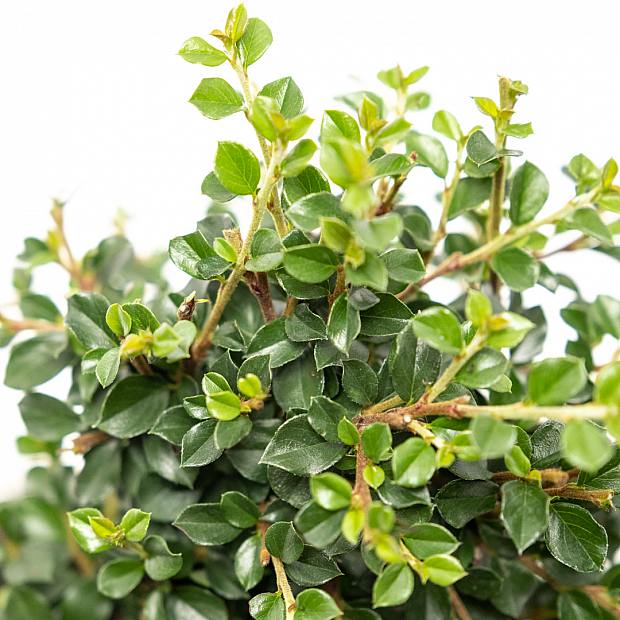 Bonsái 7 años Cotoneaster sp.