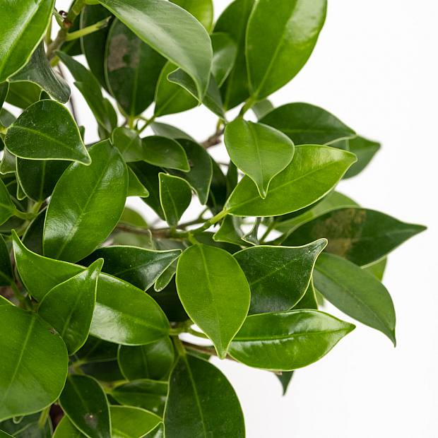 Bonsai Ficus retusa 5 Jahre alt details