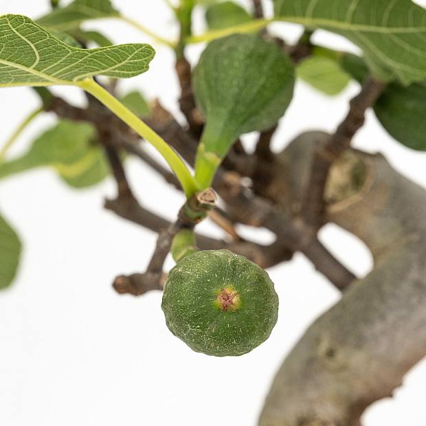 Bonsái 10 años Ficus carica details