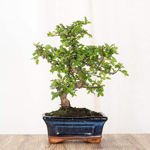 Bonsai Zelkova 6 år