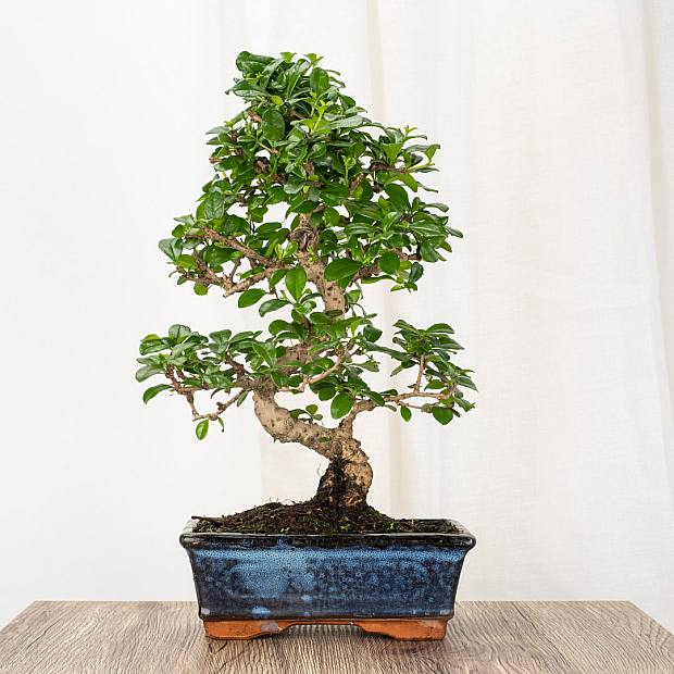 Bonsai Carmona 8 år gammal