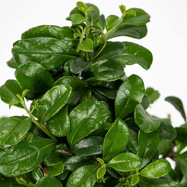 Bonsai Carmona 8 år gammal details