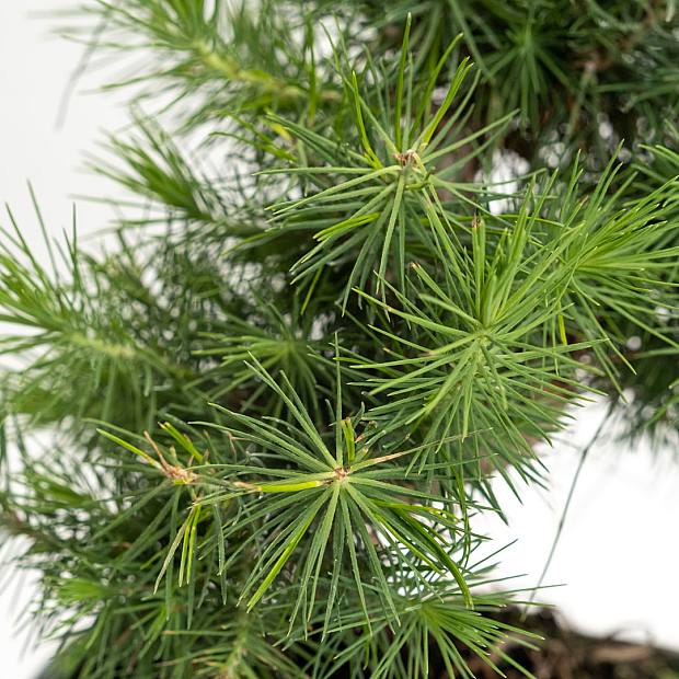 Bonsái 9 años Pinus halepensis