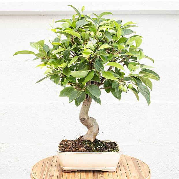 Bonsai 12 anni Malus sp