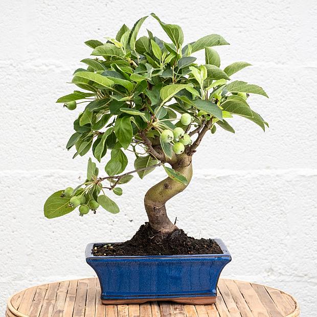 Bonsai 7 Jahre alt Malus sp