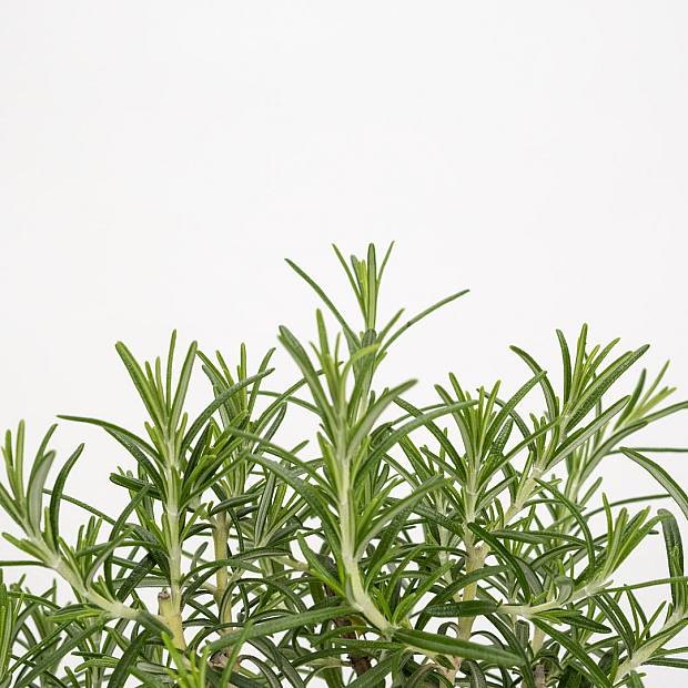 Bonsái 8 años Rosmarinus officinalis