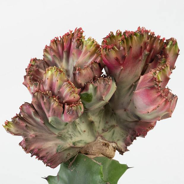 Euphorbia lactea Cristata