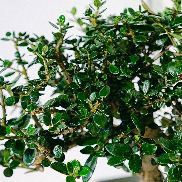 Bonsai Ulivo sylvestris 10 anni details