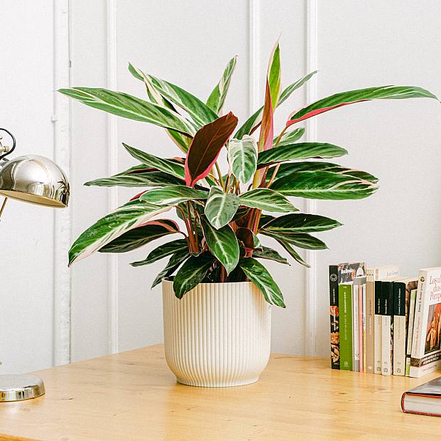 Calathea Triostar XL