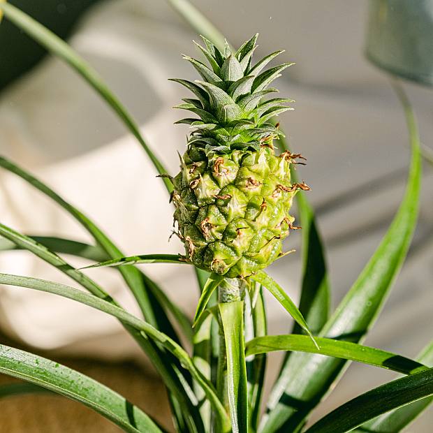 Ananas Comosus details