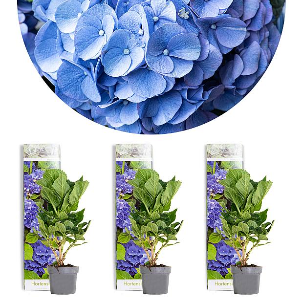 Trio Hortensie Early Blue details