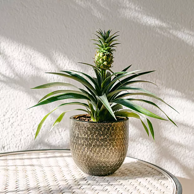 birkin philodendron Philodendron 'Birkin' main image 0
