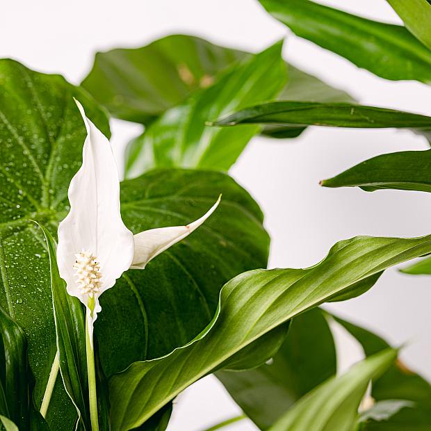 Trio of Plants: Tall purifying plants details