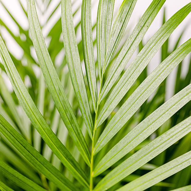 Areca Palm details