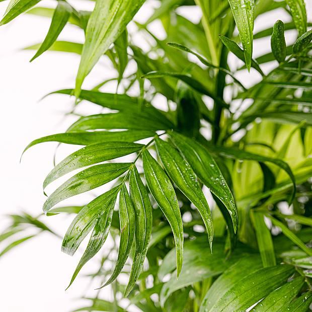 Hall Palm - Prydplante