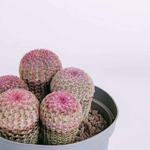 Cactus Arcoíris