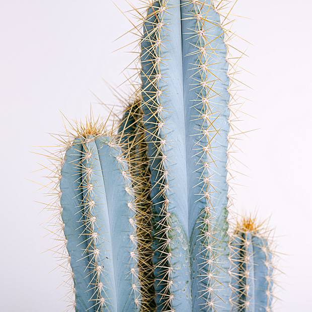 Pilosocereus Azureus