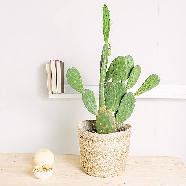 Opuntia Tomentosa