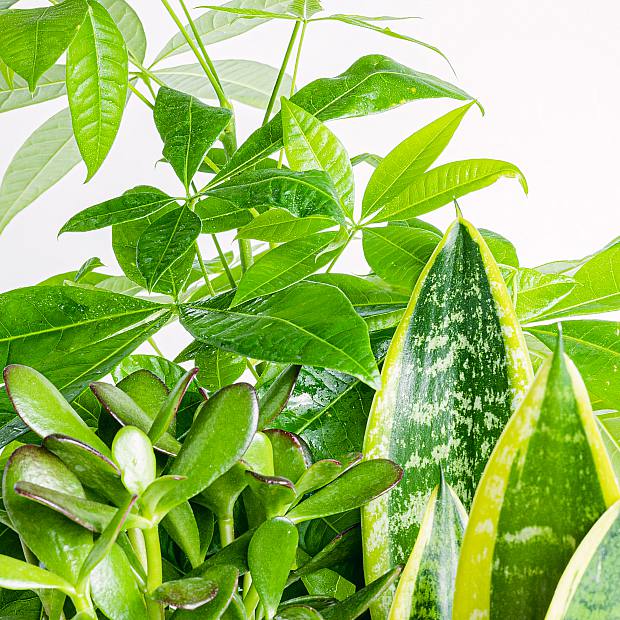 Trio de Plantas: Boa Sorte details