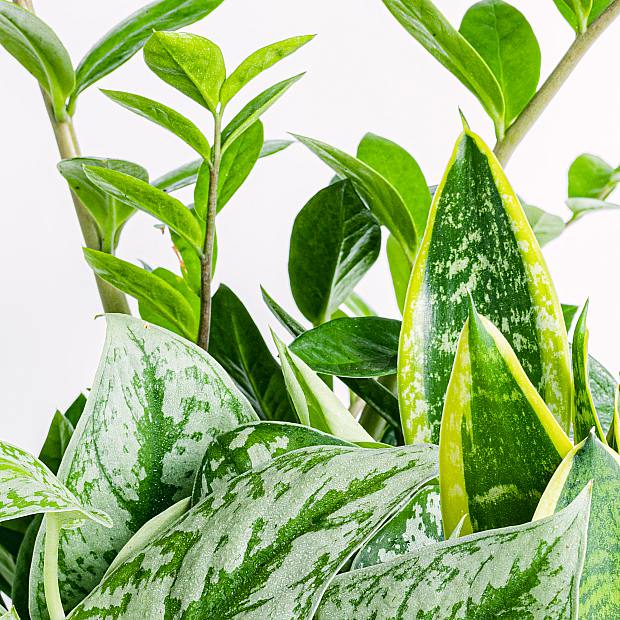 Trio de Plantas: Os Imortais details