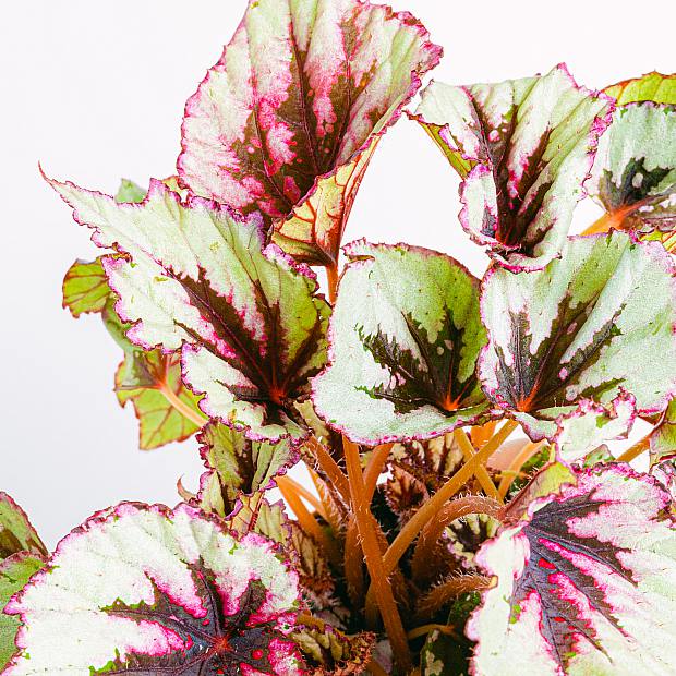 Begonia Beleaf Rex Odissi